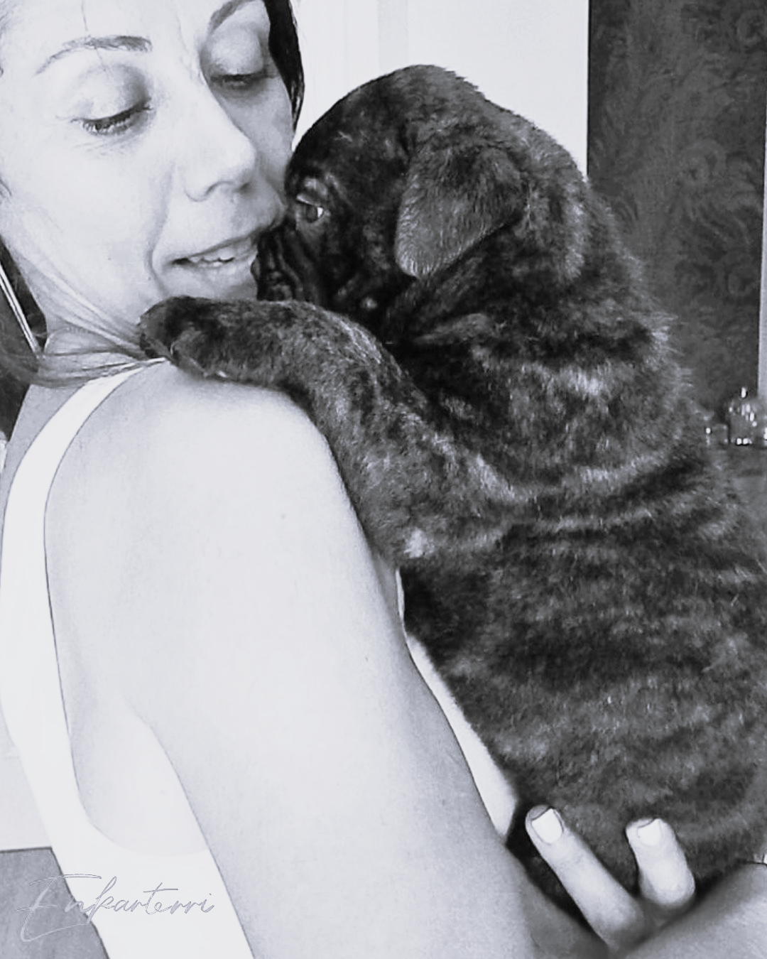 Pasión por el Bullmastiff