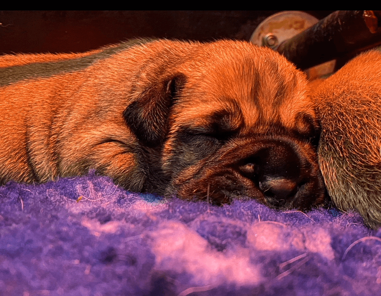 Cachorro Bullmastiff-Camada Bullmastiff