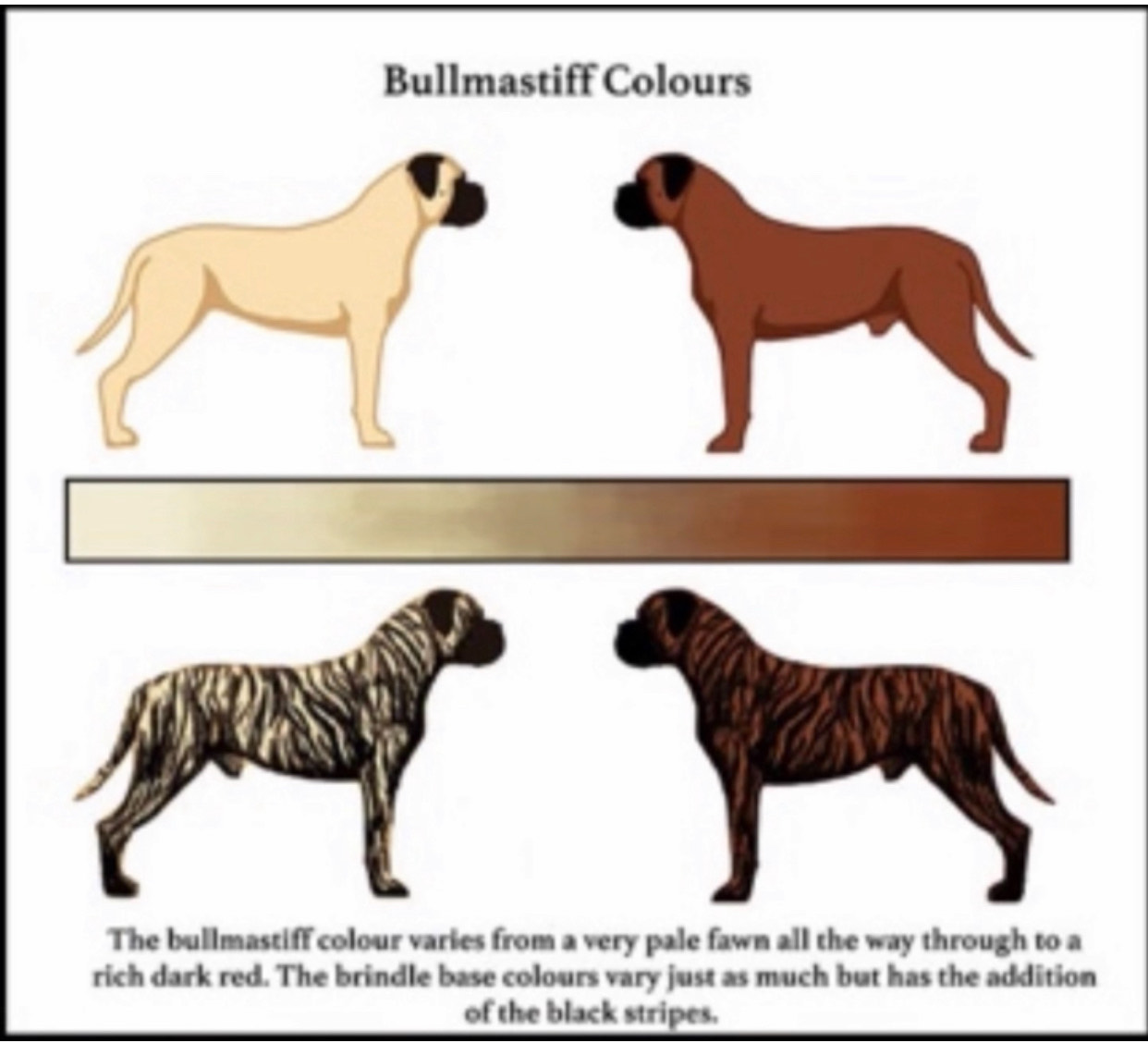 Diferentes colores o mantos del Bullmastiff
