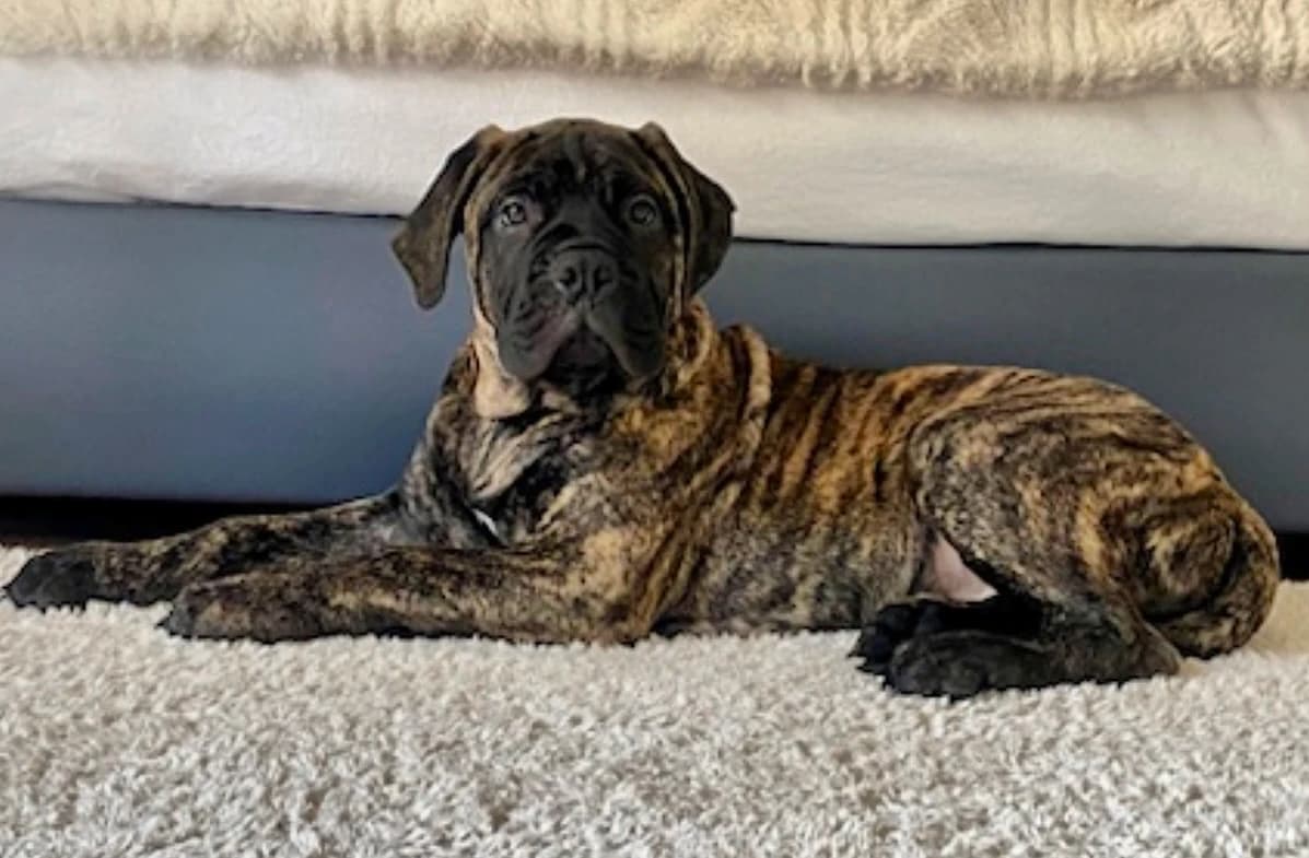 CACHORRO DE BULLMASTIFF DE ENKARTERRI ATIGRADO 