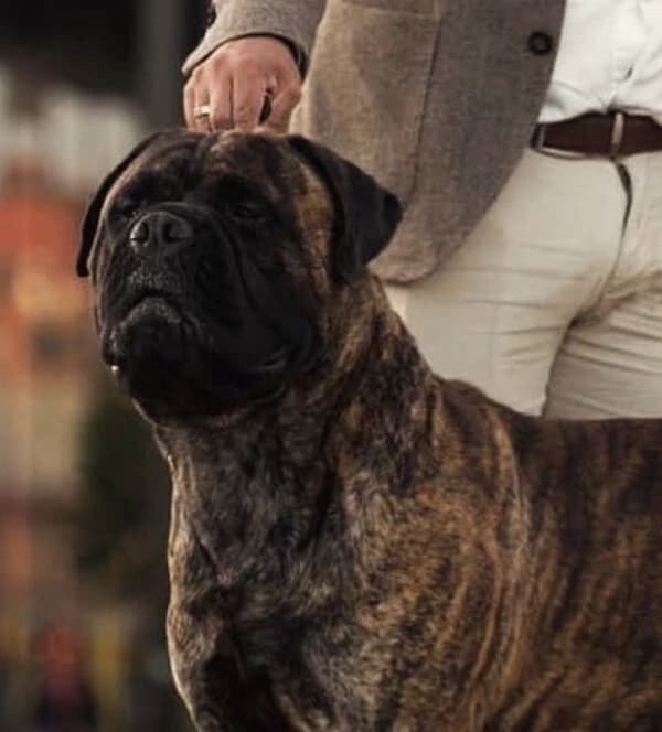 Macho atigrado de Bullmastiff de Enkarterri
