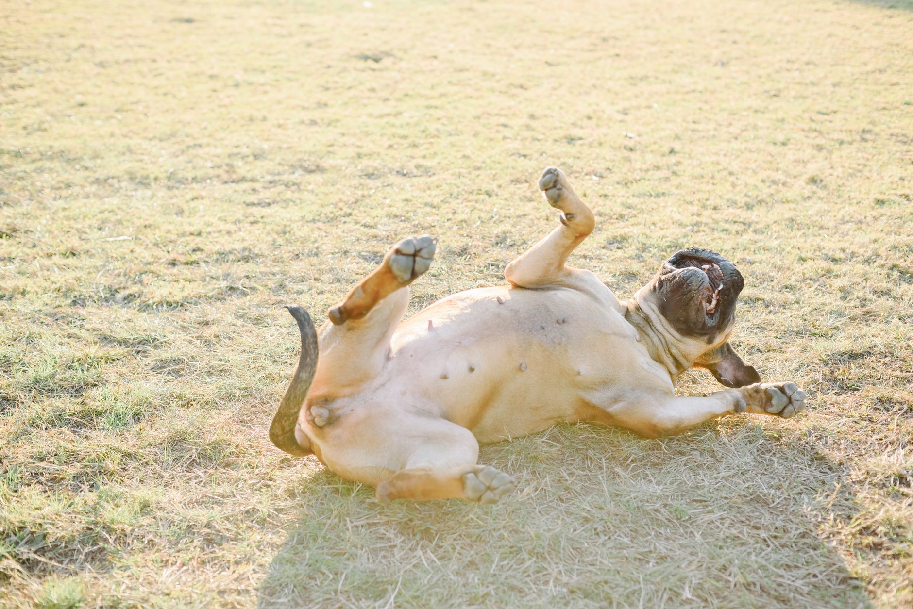 Bullmastiff