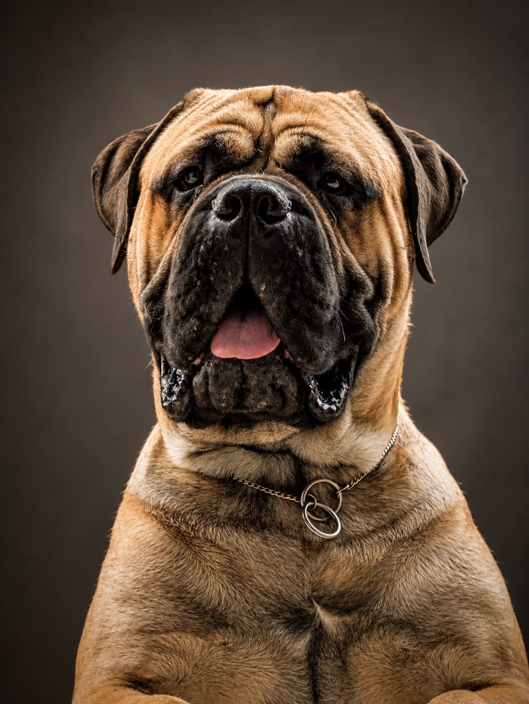 Ejemplar de Bullmastiff de Enkarterri